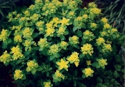 Euphorbia polychroma in full bloom