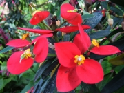 Fairchild Tropical Gardens, euphorbia bloom name unknown