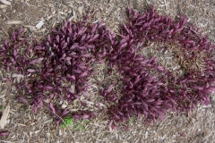 Euphorbia 'Chameleon' burgundy leaved form, early growth