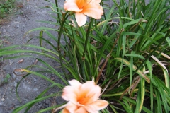 Hemerocallis 'Fair Isabell'