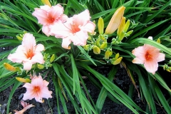 Hemerocallis 'Fairytale Pink'