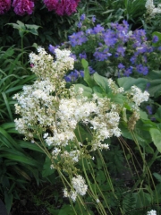 Filipendula ulmaria, Geranium, peony meadowsweet