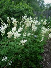 Filipendula vulgaris double meadowsweet