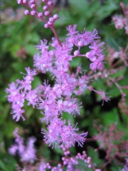Filipendula venusta 'rubra' closeup