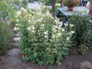 Filipendula ulmaria 'variegata' variegated Filipendula