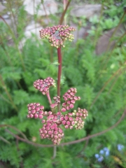 Filipendula ulmaria in bud
