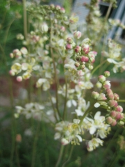 Filipendula ulmaria closeup