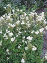 Filipendula vulgaris 'hexapetala' native wildflower, meadowsweet
