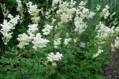 Filipendula vulgaris double meadowsweet