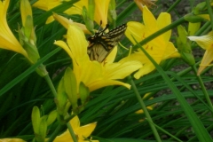 flavas with butterfly