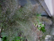 Foeniculum, bronze fennel