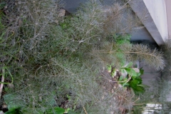Foeniculum, bronze fennel