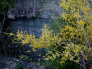 Forsythia river in background
