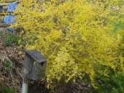 Forsythia & duck house