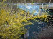 Forsythia painted bridge mural in background