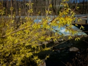 Forsythia and painted bridge