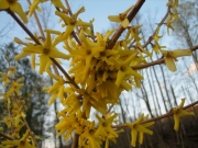 Forsythia closeup