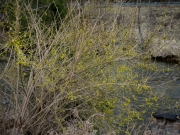 Forsythia in bud