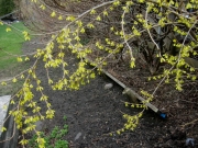 Forsythia