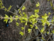 Forsythia