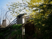 Forsythia surrounding duck box