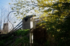 Forsythia surrounding duck box