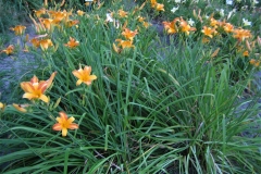 Hemerocallis 'Frans Hals'