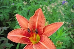 Hemerocallis 'Fulva' w/geranium