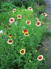 Gaillardia pulchella blanket flower