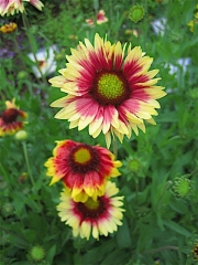 Gaillardia pulchella blanket flower closeup