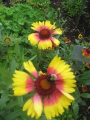 Gaillardia pulchella being pollinated