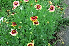 Gaillardia pulchella blanket flower