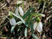 Galanthus nivalis snowdrop in lawn