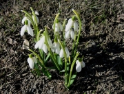 Galanthus nivalis snowdrop in lawn