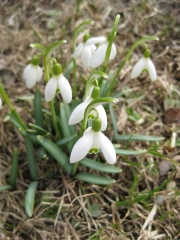 Galanthus nivalis snowdrop in lawn