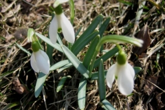 Galanthus nivalis snowdrop in lawn