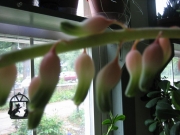 Gasteria grandiflora in bloom