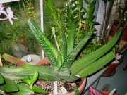 Gasteria grandiflora