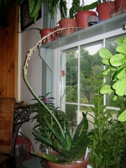 Gasteria grandiflora in bloom