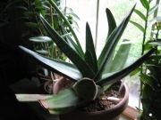 Gasteria grandiflora