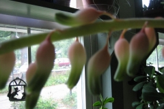 Gasteria grandiflora in bloom