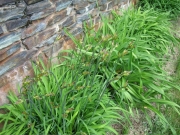 Hemerocallis Dumortieri in bud