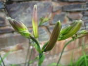 Hemerocallis Dumortieri in bud