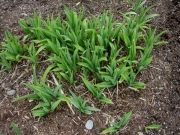 Hemerocallis early foliage