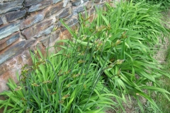 Hemerocallis Dumortieri in bud