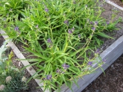 Gentiana asclepiadaea in bud