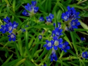 Gentiana asclepiadaea in full bloom