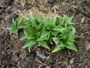 Gentiana asclepiadaea willow gentian, newly emerged