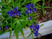 Gentiana asclepiadaea in full bloom