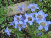 Gentiana septemfida var. lagodechiana rockery gentian in full bloom